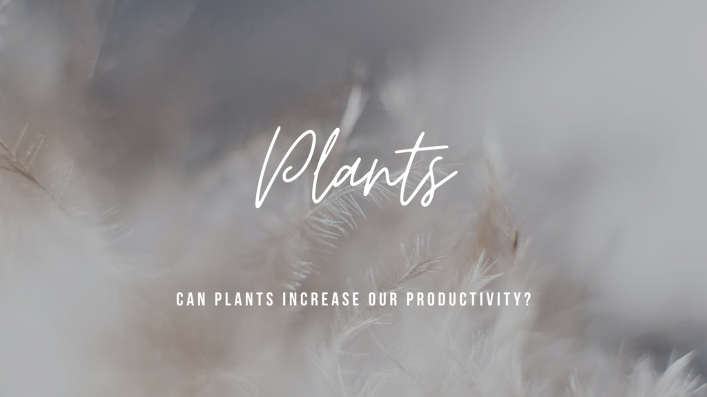 Plants and producitivity
